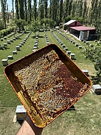 Polenli Sır Petek Balı - 1000gr